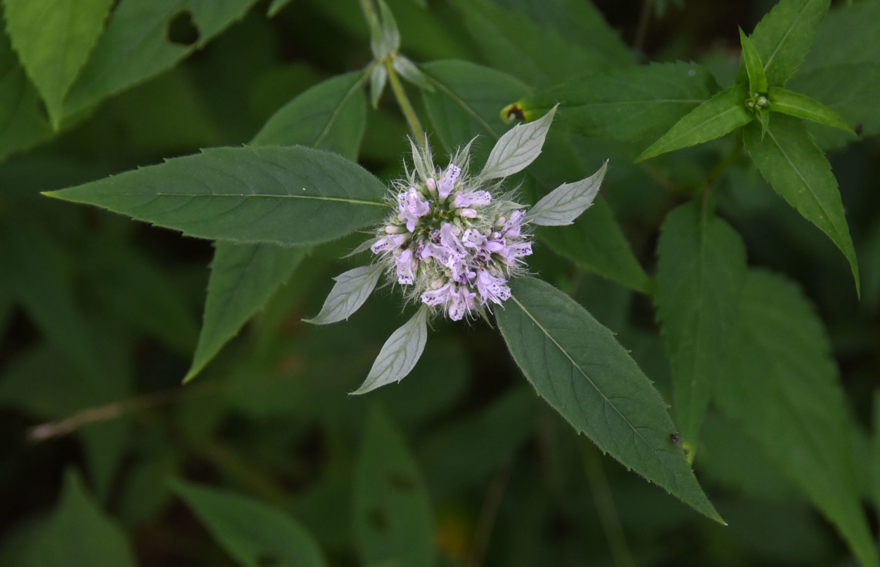 Buffalo Mountain Natural Area Preserve